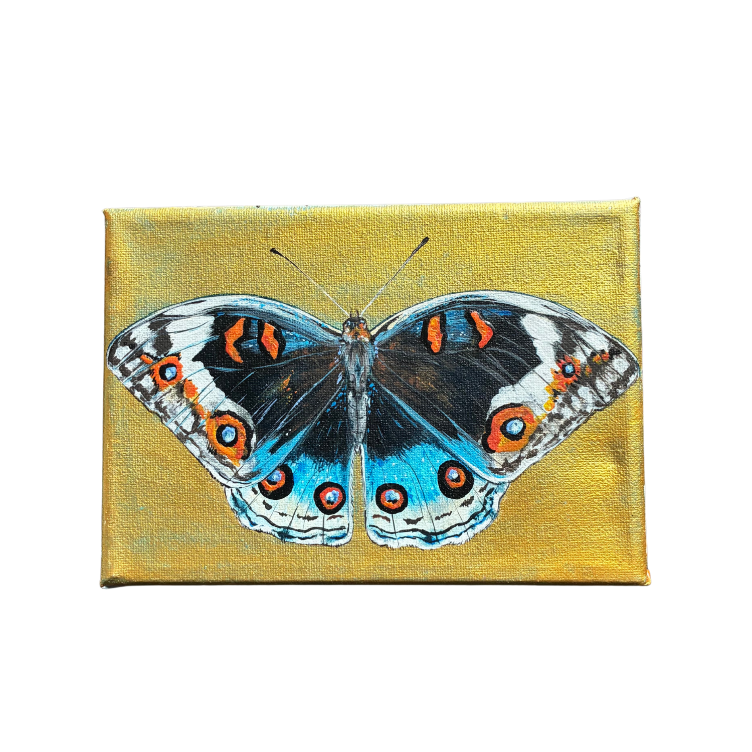 little butterfly painting
