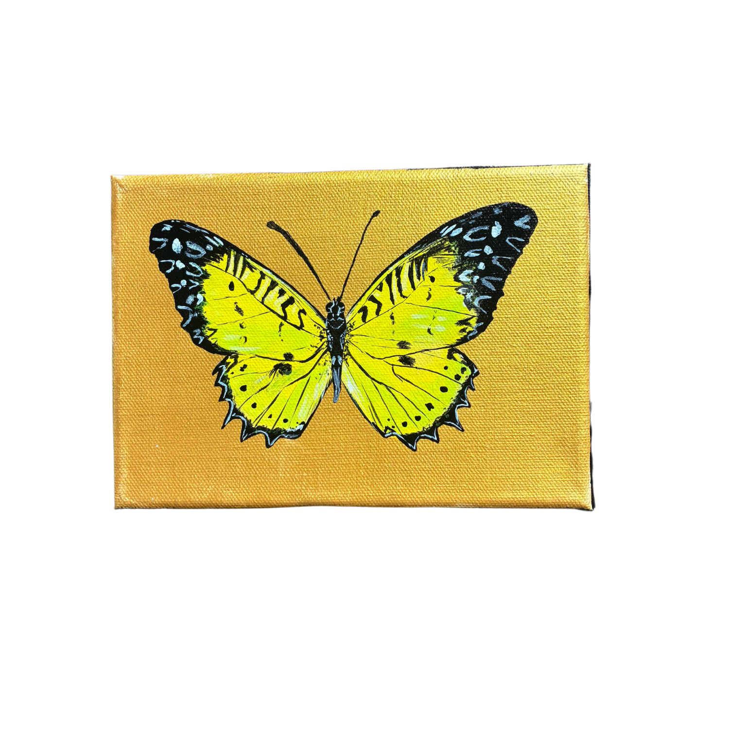 little butterfly painting