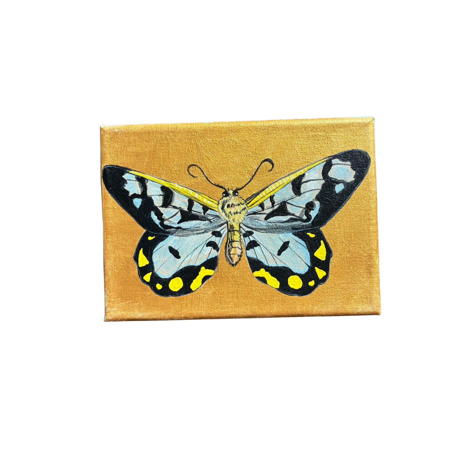 little butterfly painting