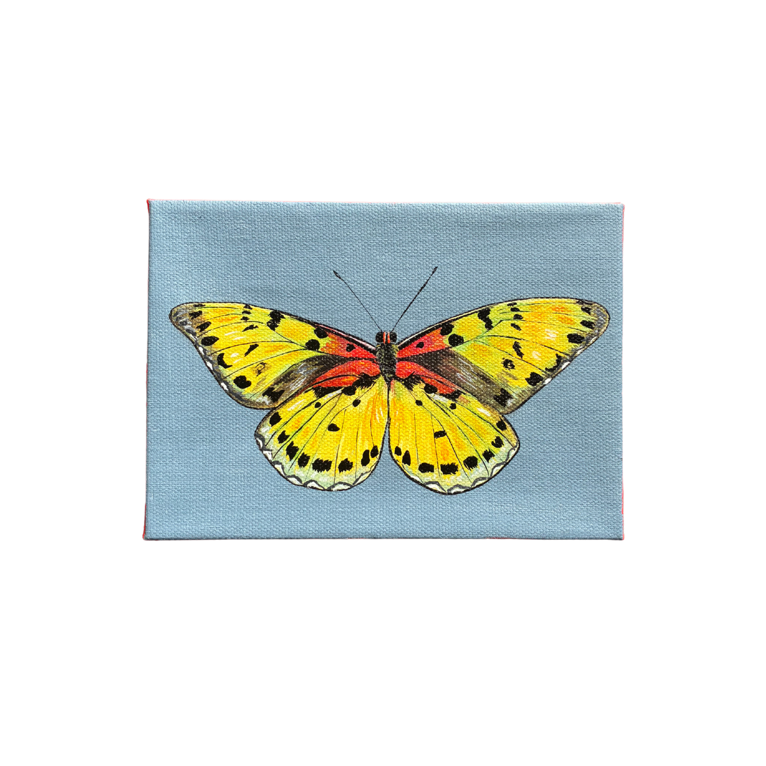 little butterfly painting