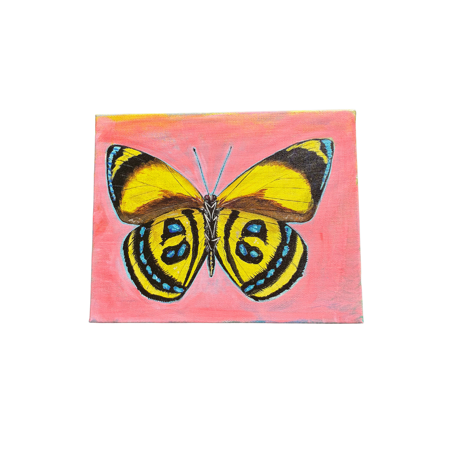 little butterfly painting
