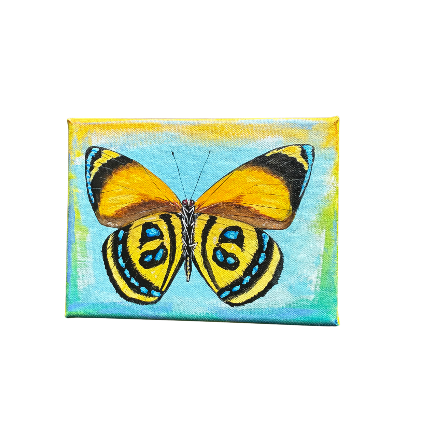 little butterfly painting