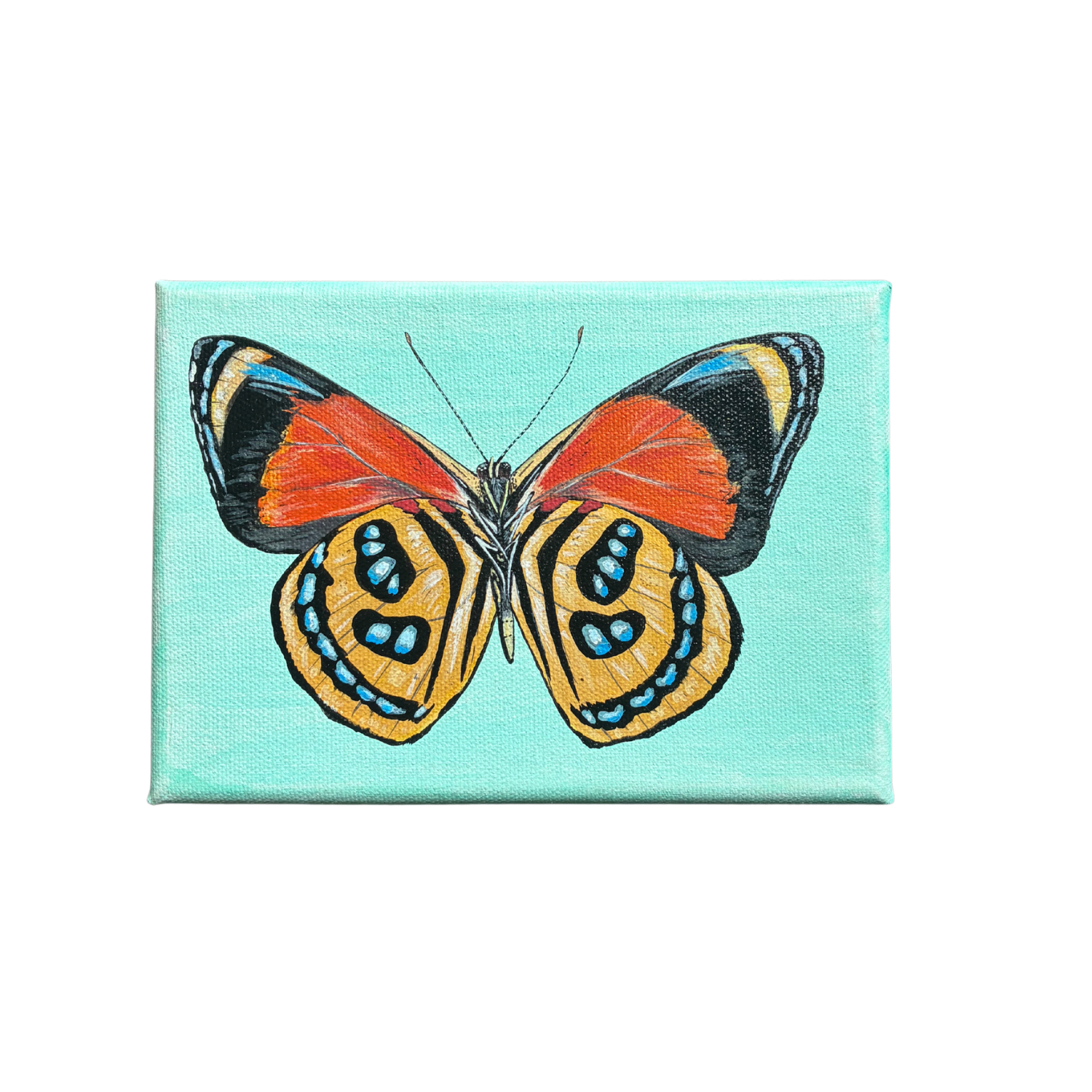 little butterfly painting