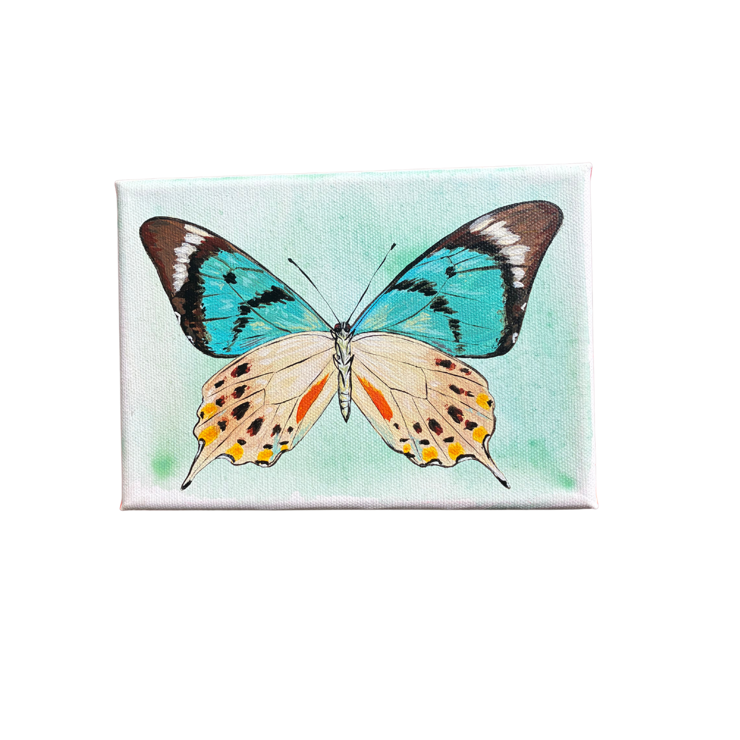 little butterfly painting