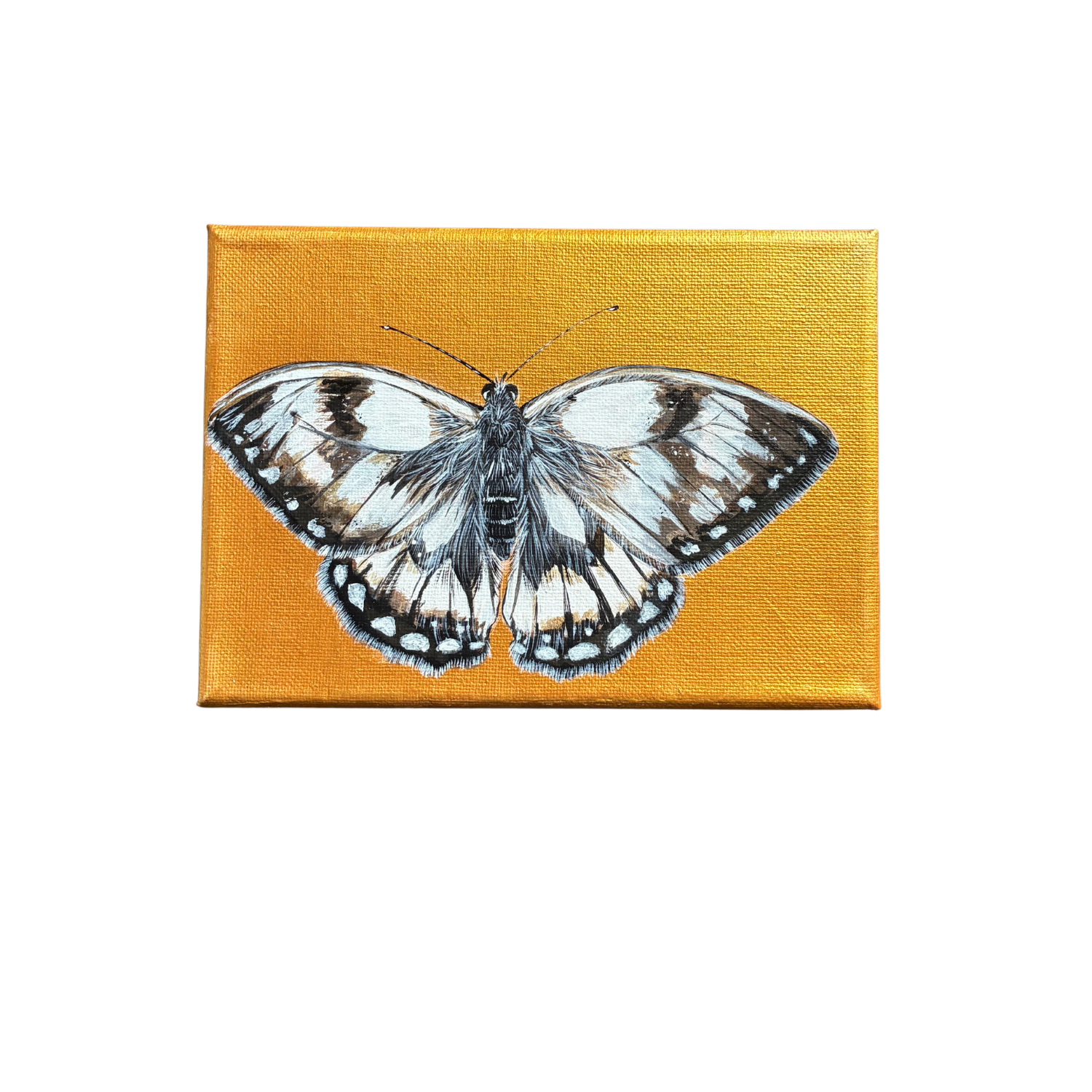 little butterfly painting
